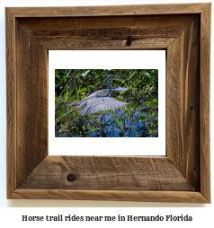 horse trail rides near me in Hernando, Florida